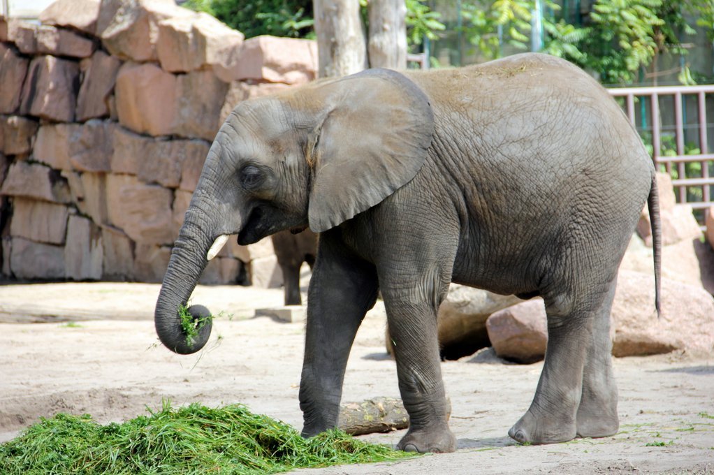 Elefant im Zoo frisst frisches Gras